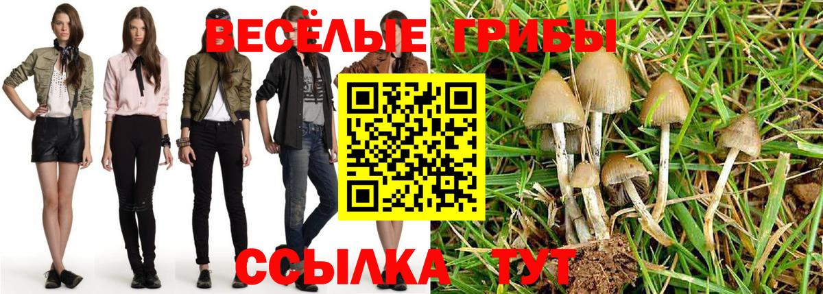 Псилоцибиновые грибы Psilocybe  Вход с VPN  Юрга 